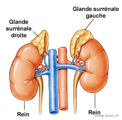 Comment savoir si les glandes surrénales fonctionnent bien : le guide complet pour décrypter vos signaux hormonaux
