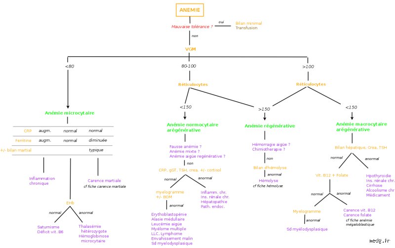 Comment savoir si une anémie est régénérative ou non : le guide complet pour interpréter vos analyses de sang