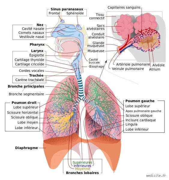 Comment stopper les mucosités ? Le guide complet pour assécher l’excès de mucus et retrouver un souffle pur