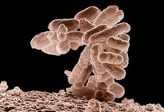 Comment tuer une bactérie dans le ventre : le guide complet pour assainir son microbiote sans tout bousiller