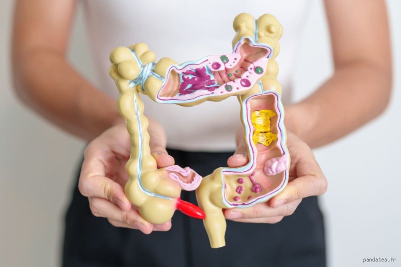 Comment vider complètement et rapidement mon gros intestin ? Le guide expert pour un transit libéré sans compromettre sa santé