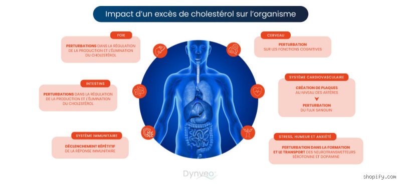 L'effet du cholestérol sur le cerveau : ce que la science moderne révèle enfin sur cette liaison dangereuse