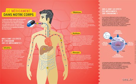 En combien de temps un médicament passe dans le sang ? Le guide complet sur la pharmacocinétique et les délais d'action réels