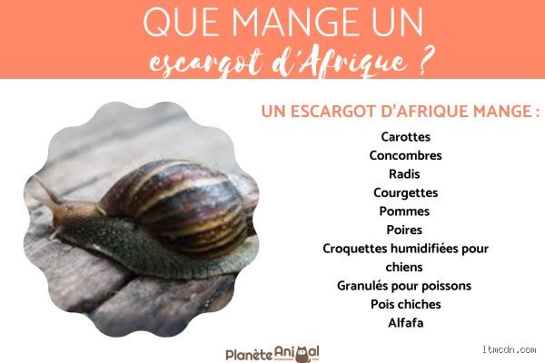 Est-ce dangereux de manger un escargot cru ?