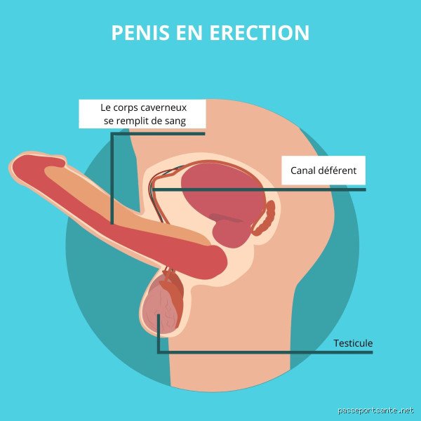 Est-ce normal de bander tout le temps ? Entre mythe de la virilité, biologie capricieuse et réalités médicales