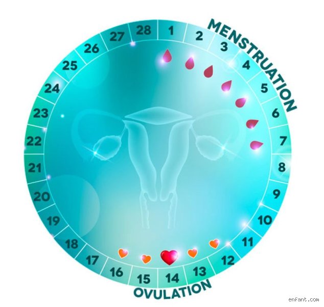 Est-ce qu'on peut tomber enceinte 2 jours après les règles ? Le guide complet pour enfin comprendre votre cycle