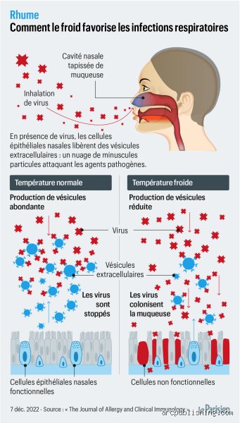 Est-ce que le froid affaiblit le système immunitaire ? Entre mythes de grand-mère et réalité biologique implacable