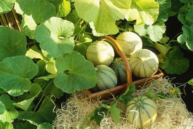 Goutte et Melon : Ami ou Ennemi de Vos Articulations Douloureuses ? La Vérité Éclatée !