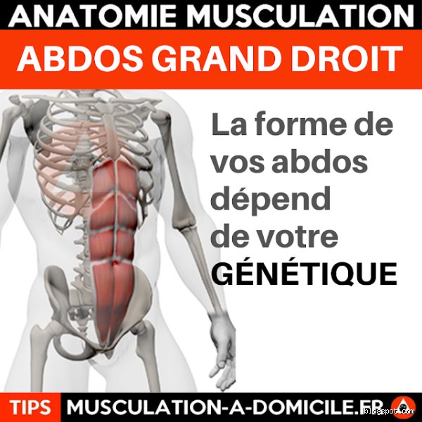 Est-ce que les abdos sont génétiques ? Réponses franches sur vos muscles abdominaux