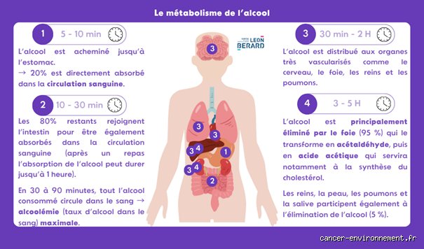 L'alcool nourrit-il les cellules cancéreuses ? Entre métabolisme de l'acétaldéhyde et carburant tumoral, la science lève le voile