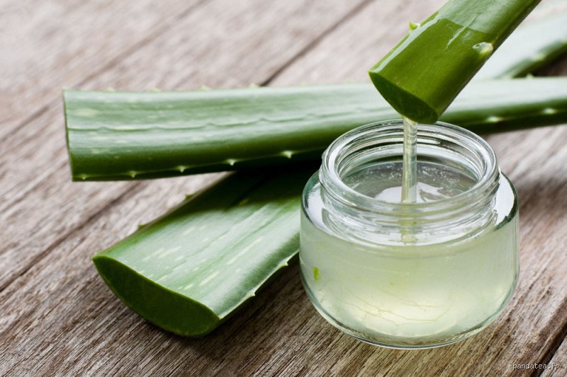L'aloe vera peut-il guérir les infections urinaires ?