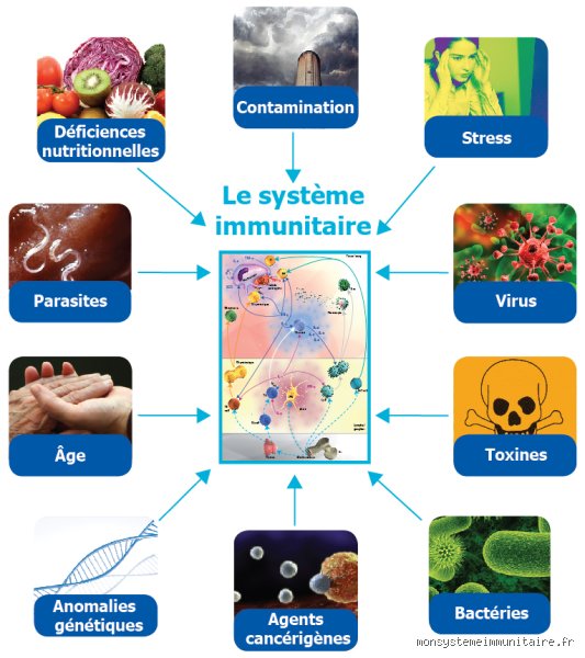 L'asthme affaiblit-il le système immunitaire ? Ce que la science nous cache derrière l'inflammation des bronches