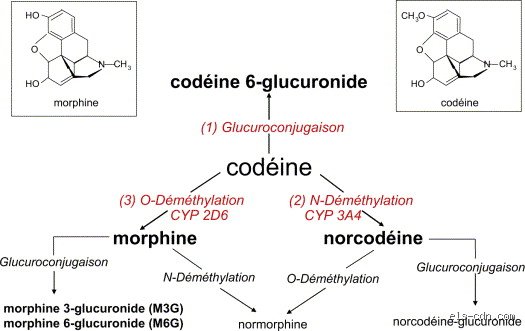 .
content = """La codéine est-elle un opioïde ? Entre soulagement quotidien et piège silencieux