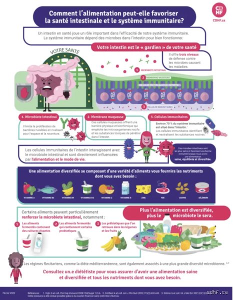 La santé intestinale a-t-elle une incidence sur le système immunitaire ? Ce que la science révèle enfin sur ce lien organique