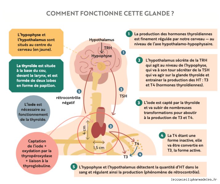 La vitamine B12 peut-elle avoir un impact sur la thyroïde ? Enquête sur un lien biologique méconnu mais crucial pour votre métabolisme