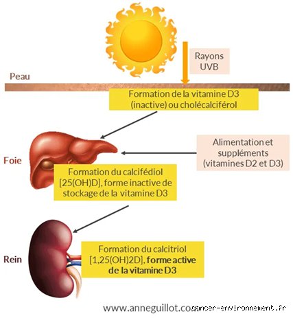 La vitamine D est-elle bonne pour le pancréas ? Ce que la science révèle enfin sur ce lien méconnu