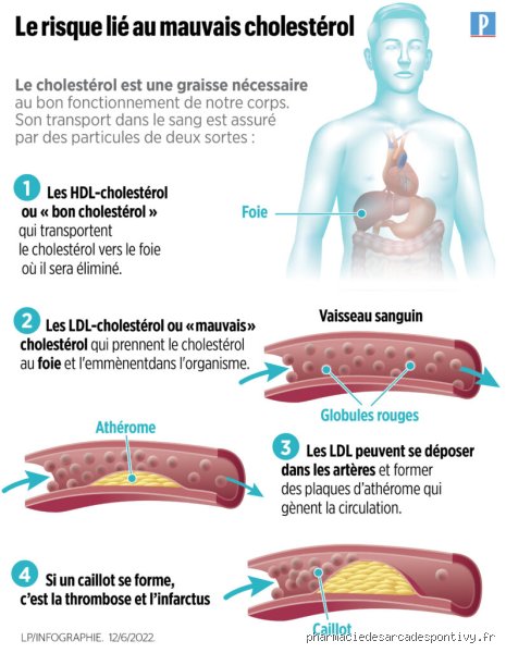 Le chocolat est-il mauvais pour le cholestérol ? Ce que la science nous cache entre plaisir et artères bouchées