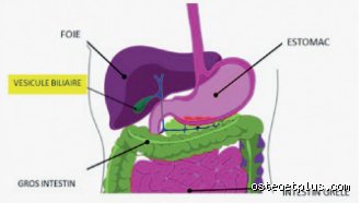 Le foie renferme-t-il la colère ? Entre mythes ancestraux, biologie hépatique et neurosciences des émotions