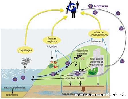 Le norovirus peut-il survivre dans un bain à remous ? La vérité sur ce pathogène coriace qui s'invite dans vos moments de détente
