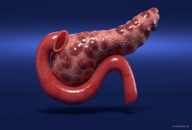 Le pancréas peut-il tout simplement cesser de fonctionner ? Enquête sur un arrêt moteur biologique méconnu
