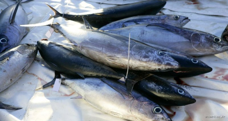 Le poisson est-il bon pour les diabétiques ? Décryptage d'une fausse évidence nutritionnelle