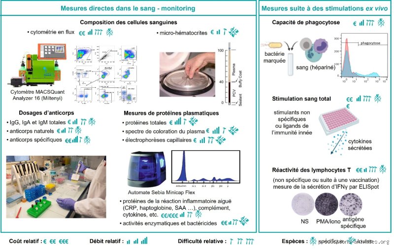 Le poulet augmente-t-il le nombre de globules blancs ? Vérités médicales derrière le bouillon de grand-mère