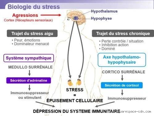 Le stress peut-il affaiblir le système immunitaire ? Enquête sur les mécanismes cachés de nos défenses naturelles