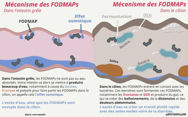 Le syndrome du côlon irritable peut-il provoquer une élévation des taux d'ALT et d'AST : ce que les analyses de sang cachent réellement