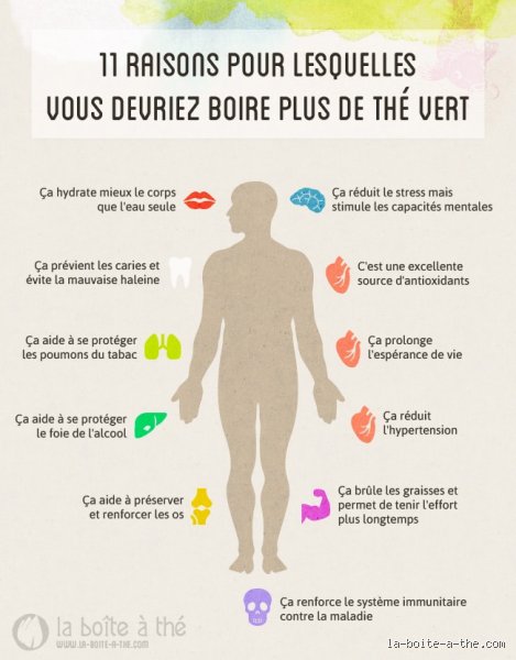 Le thé vert est-il bon en cas d'hypercortisolisme ? Analyse d'un faux ami hormonal au pays du bien-être
