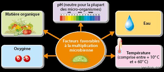 Les 4 conditions favorables à la multiplication des bactéries ?