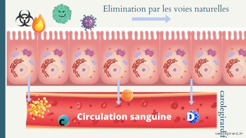Les intestins endommagés peuvent-ils guérir ? Vérités scientifiques sur la régénération de notre deuxième cerveau