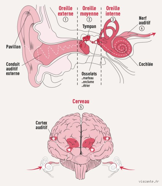 Les ondes sonores sont-elles bénéfiques pour le cerveau ? Enquête sur une révolution neurologique silencieuse