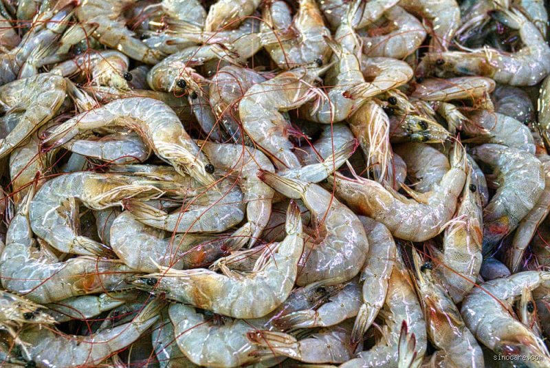 Les personnes diabétiques peuvent-elles manger des crevettes ? Vérités nutritionnelles et pièges cachés pour votre glycémie