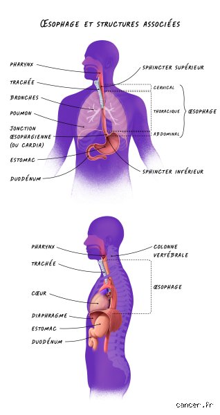 Où l'œsophage rencontre-t-il l'estomac ? Anatomie et mystères de la jonction œso-gastrique sous le diaphragme