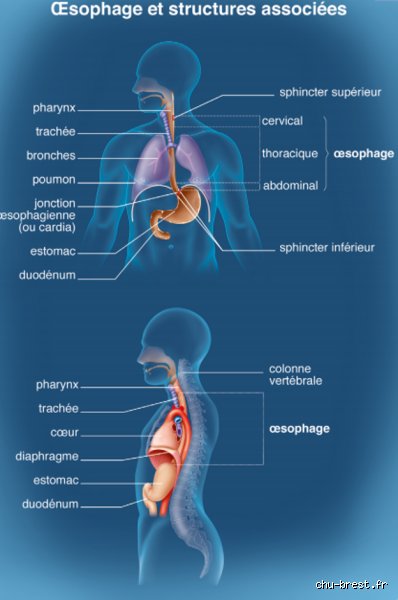 Où le cancer de l'œsophage se propage-t-il généralement en premier ? Comprendre les trajectoires de l'invasion tumorale initiale