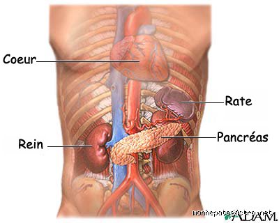 Où se situe le pancréas à droite ou à gauche ?