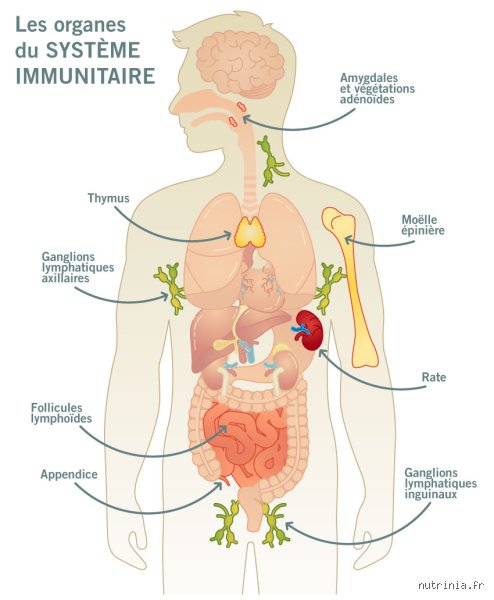 Où se trouve 70 % du système immunitaire ? Le secret de votre santé se cache dans vos intestins