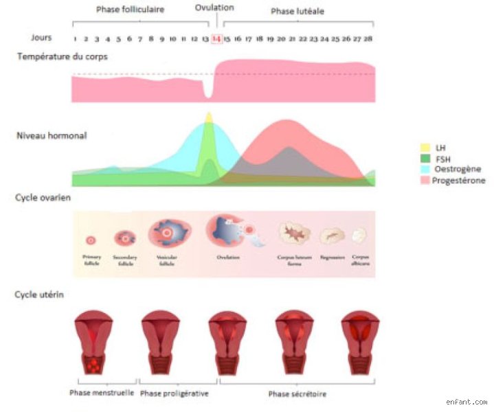 Peut-on tomber enceinte sans avoir ses règles pendant 5 ans ? Le guide complet sur la fertilité invisible