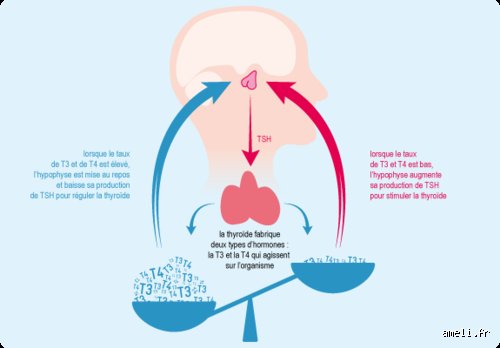 Pourquoi A-t-on des Nodules à la Thyroïde ? Comprendre et Agir