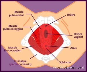 Pourquoi ça fait mal quand il l'enfonce à fond ? Comprendre enfin les causes anatomiques et les solutions concrètes