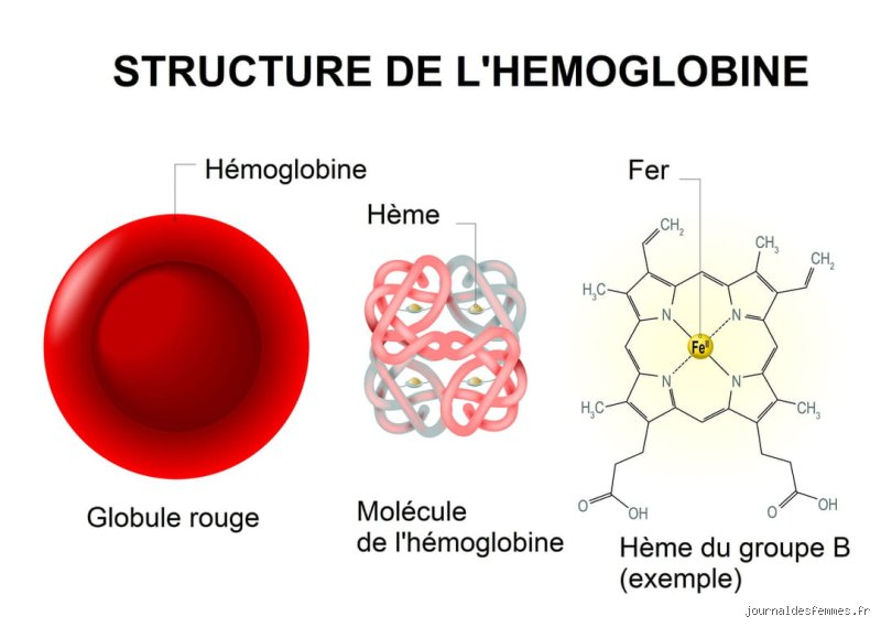 Pourquoi l'hémoglobine ne remonte pas ? Comprendre enfin les blocages physiologiques et les erreurs de diagnostic qui figent vos analyses