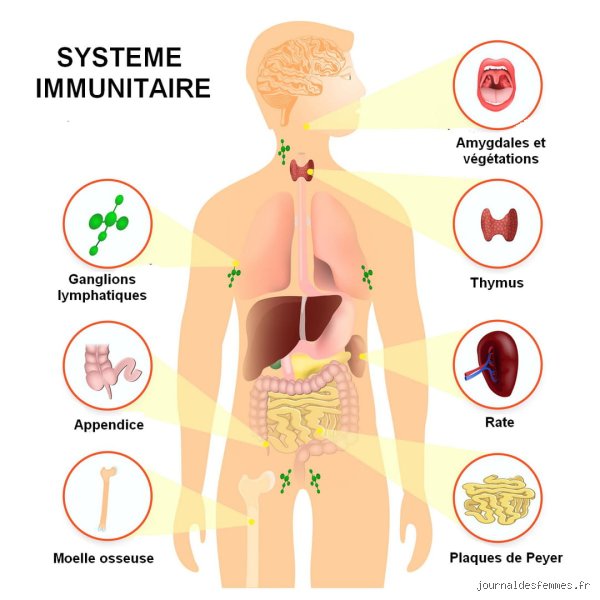 Pourquoi le système immunitaire se dérègle-t-il ? Comprendre enfin les mécanismes de l'auto-immunité et de l'inflammation chronique