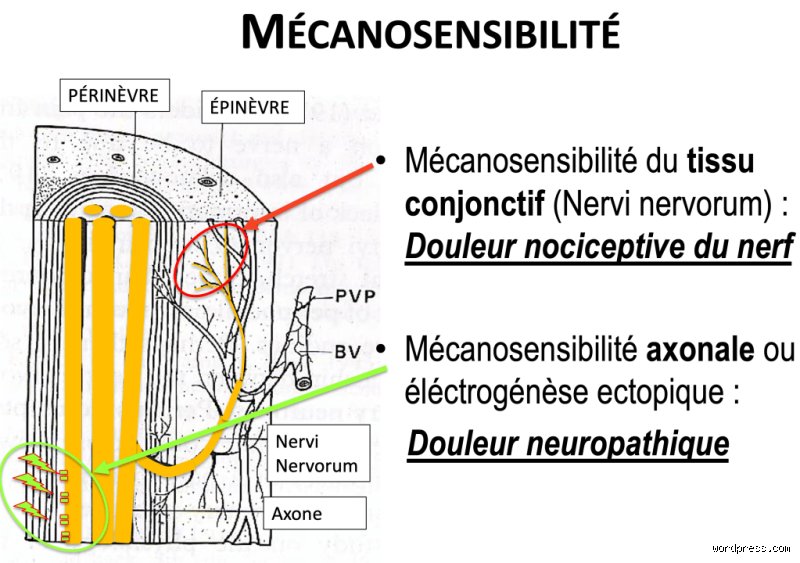Pourquoi les nerfs mettent-ils autant de temps à guérir ? Comprendre enfin les mécanismes complexes de la régénération nerveuse