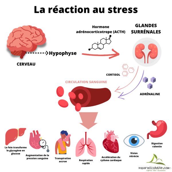 Qu'est-ce que l'inflammation liée au cortisol ? Le guide complet pour comprendre le lien entre stress chronique et dérèglement immunitaire