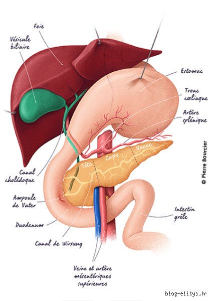 Qu'est-ce que la pancréatite médicamenteuse ? Comprendre cette inflammation du pancréas déclenchée par votre traitement habituel