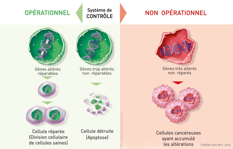 Qu’est-ce qui accélère la croissance du cancer : les mécanismes invisibles qui boostent la prolifération des cellules malignes