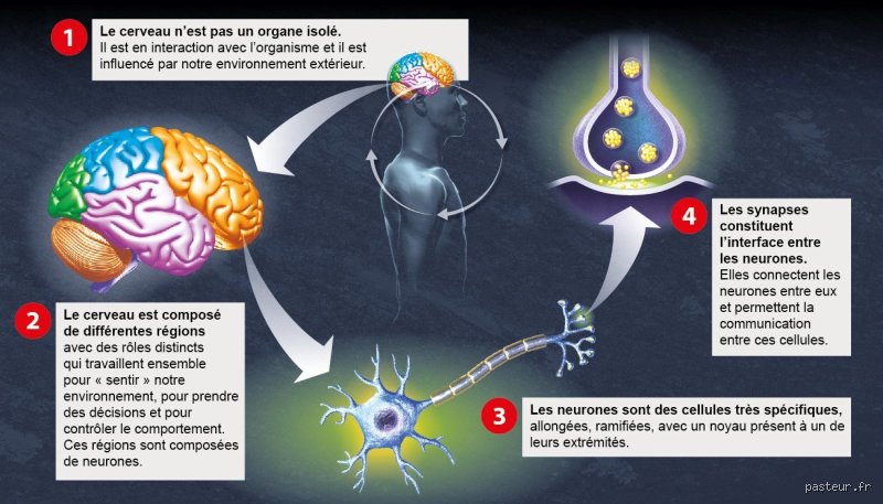 Qu’est-ce qui tue le plus les cellules cérébrales : la vérité brute sur le déclin de nos neurones
