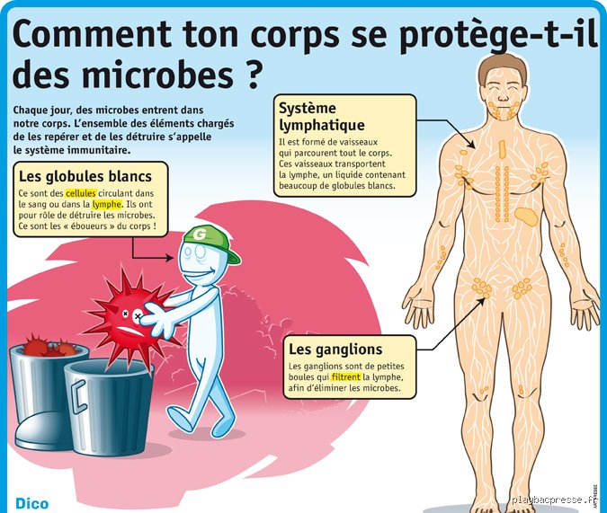 Guerre microscopique : qu'est-ce qui tue les bactéries dans le corps et comment notre arsenal biologique opère-t-il vraiment ?