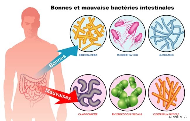Qu'est-ce qui tue les mauvaises bactéries dans votre corps ? Le guide ultime sur nos défenses naturelles et les traitements actuels