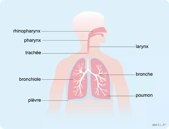 Que faire si je n'arrête pas de tousser : comprendre enfin pourquoi vos bronches s'obstinent et comment réagir efficacement